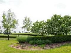 Horses running free in a Kentucky field